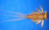 Species similar to the deepwater mayfly.