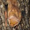 Eastern Red Bat
