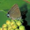Edwards’ Hairstreak