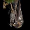 Hoary Bat