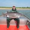 Paddlefish