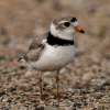Piping Plover