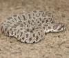 Plains Hog-nosed Snake