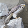 Prairie Falcon