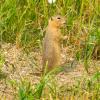 Richardson’s Ground Squirrel