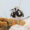Ruddy Turnstone