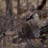 Ruffed Grouse