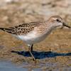 Semipalmated Sandpiper