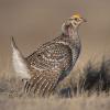 Sharp-tailed Grouse