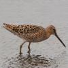 Short-billed Dowitcher