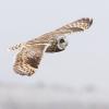 Short-eared Owl