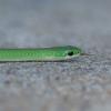 Smooth Green Snake