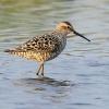Stilt Sandpiper