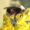 Western Bumble Bee