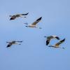 Whooping Cranes flying