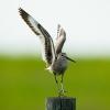 Willet