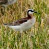 Wilson’s Phalarope