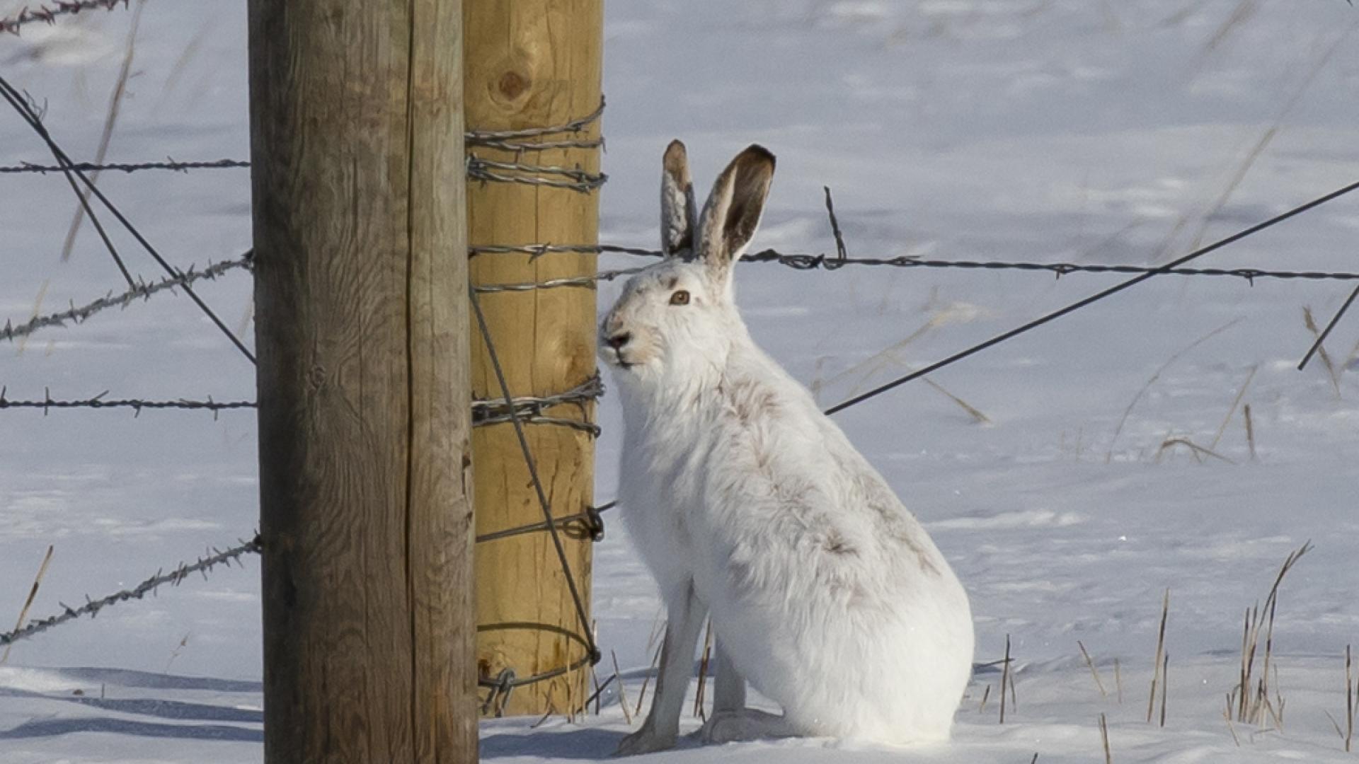 Winter Camouflage North Dakota Game and Fish