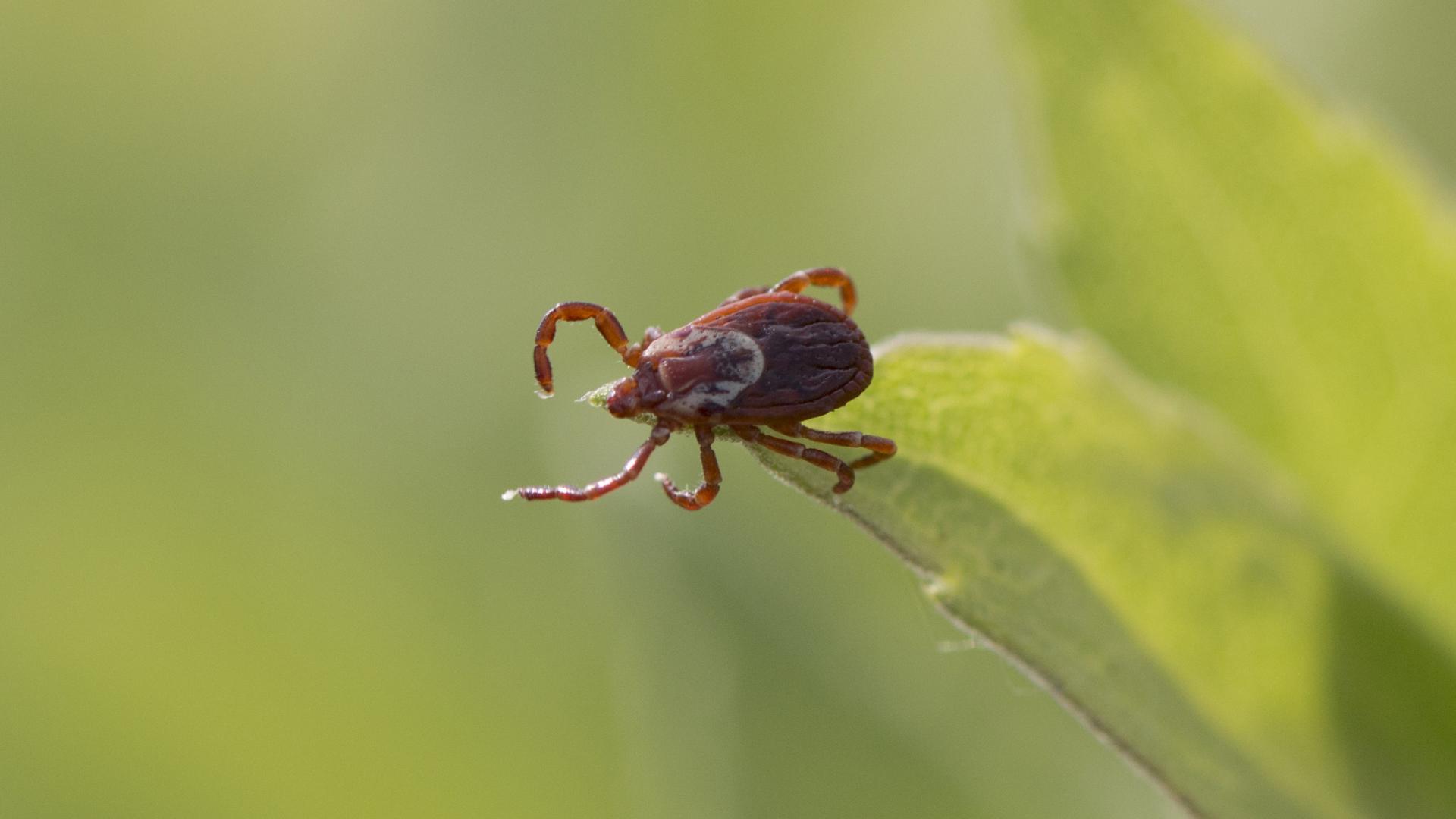 Ticks North Dakota Game and Fish