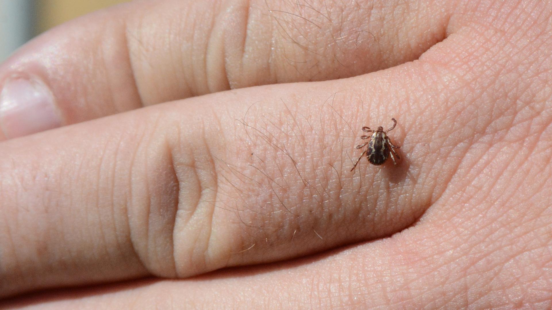 Ticks North Dakota Game and Fish