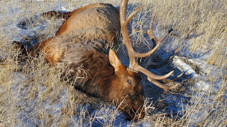 Dead elk