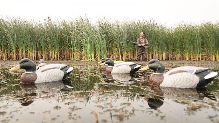Duck hunter with decoys