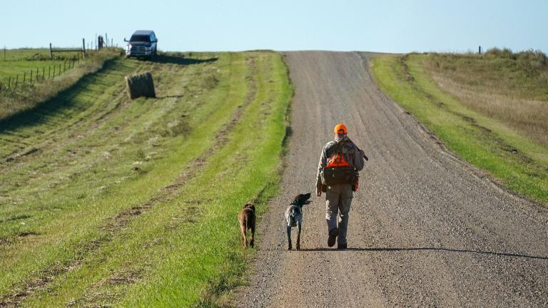 Hunter with dogs walking back to vehicle