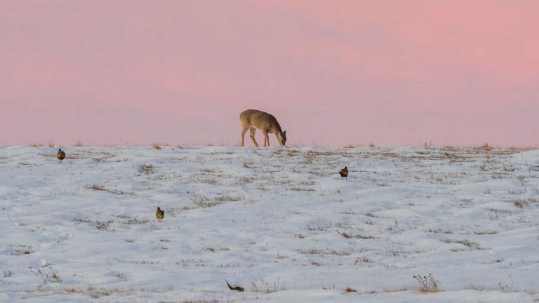 Deer and pheasants in snow covered grasslands