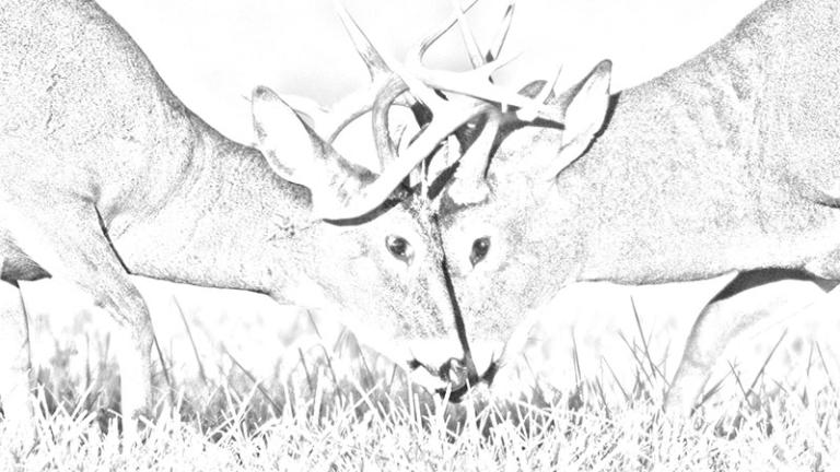 White-tailed deer fighting
