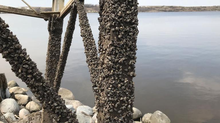 Zebra mussels coating dock leg