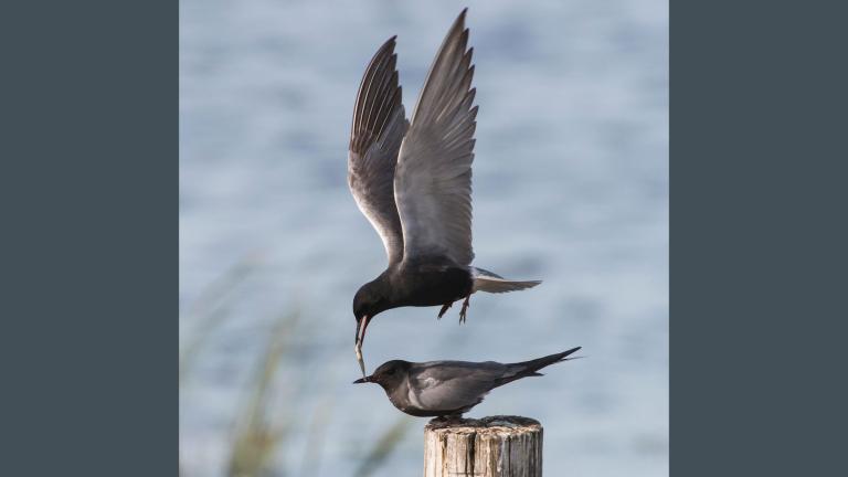 Black terns displaying fish flight courting