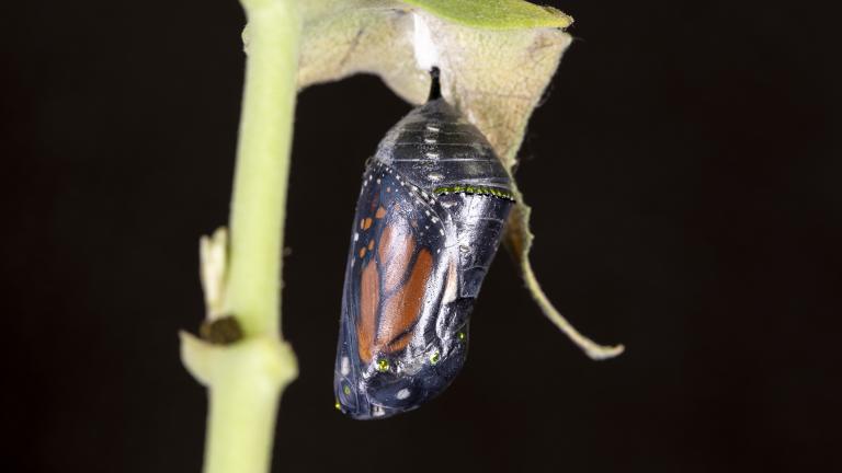 Monarch about to emerge from chrysalis