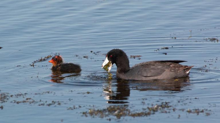 Coot chick with pare t