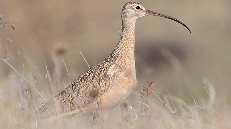 Long-billed curlew