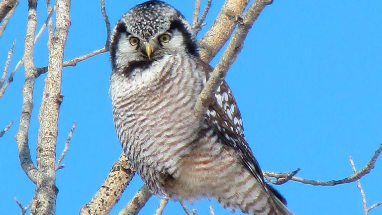Northern Hawk Owl in tree