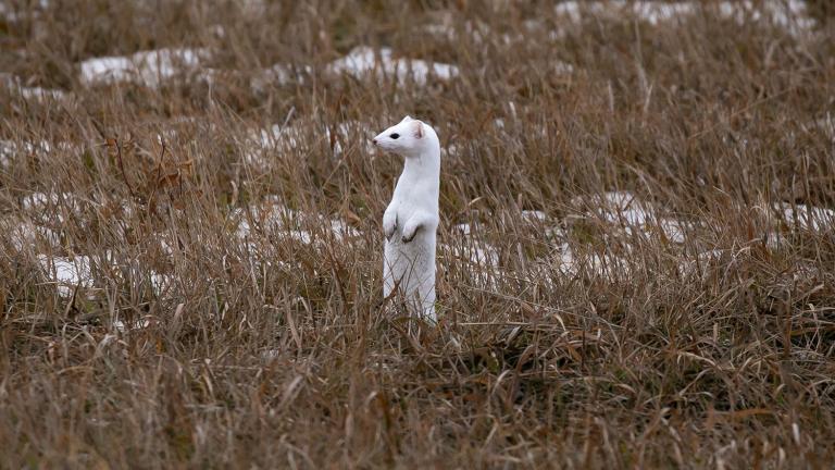 Weasel with white winter coat