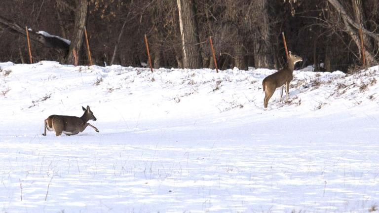 White-tailed deer walking through deep snow