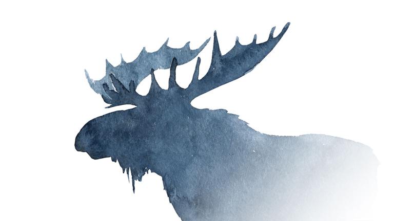 Drawing of moose head