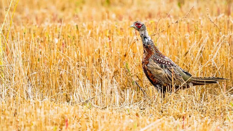 Young pheasant rooster in crop field