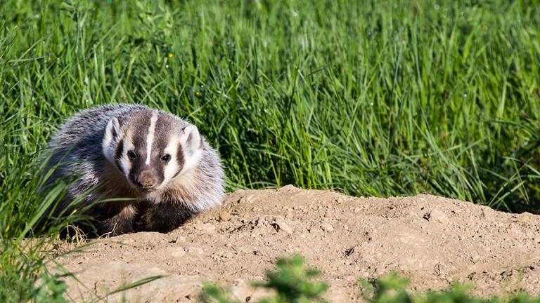 Badger on mound with green grass behind