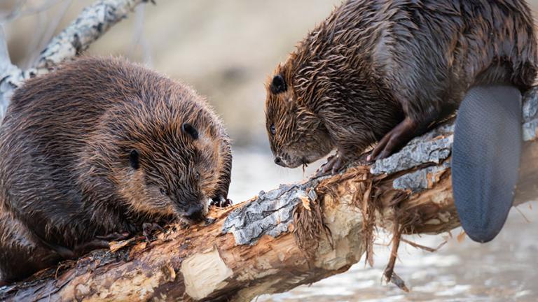 2 Beaver on a log