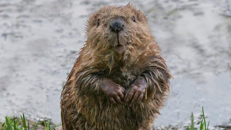Young beaver