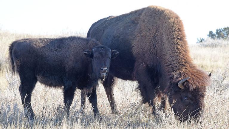 Young bison beside mom