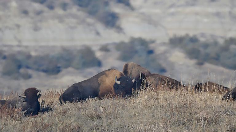 Bison laying on hill