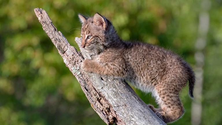Bobcat cub in tree