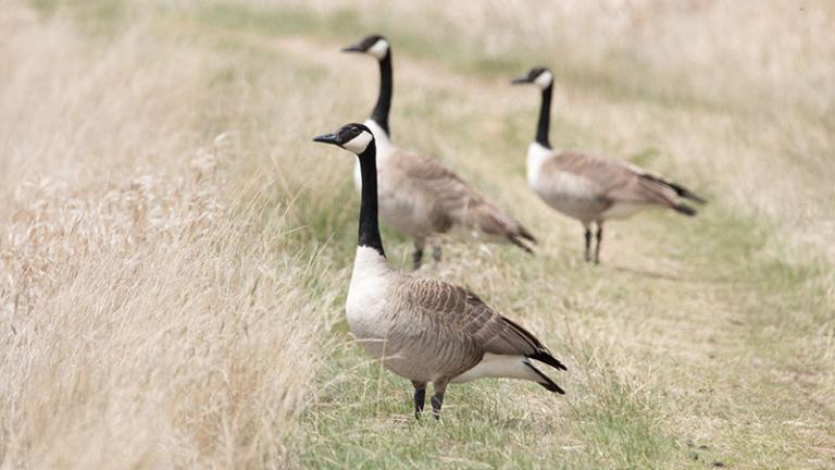Canada geese standing in grass