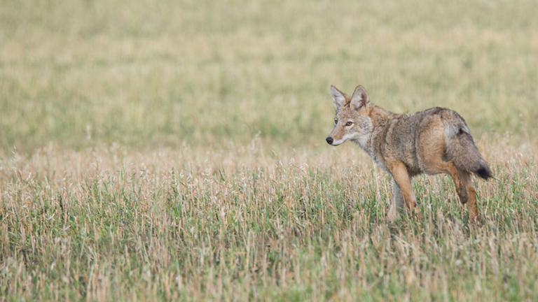 Coyote running in field