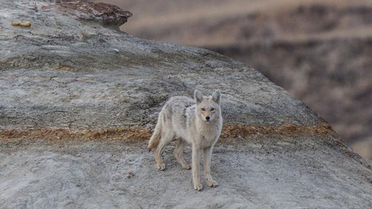 Coyote in badlands