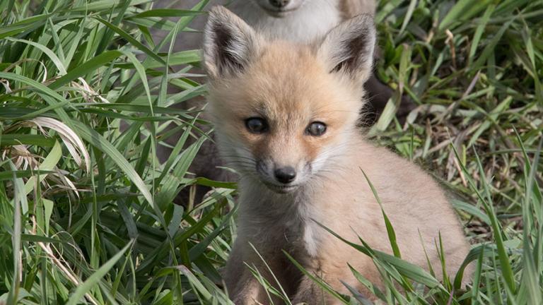 Red fox pup
