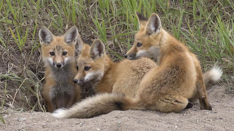 Red fox pups at den